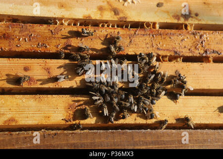 Berlin, Deutschland, toten Honigbienen nach dem harten Winter Stockfoto