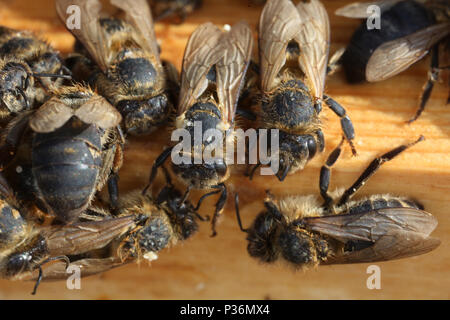 Berlin, Deutschland, toten Honigbienen nach dem harten Winter Stockfoto