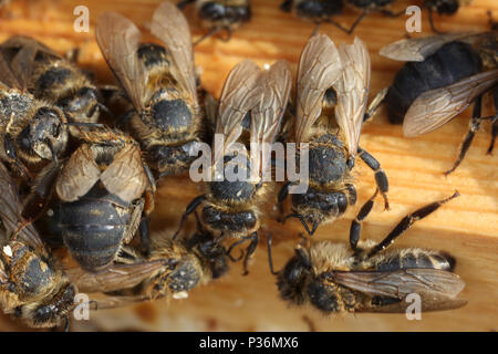 Berlin, Deutschland, toten Honigbienen nach dem harten Winter Stockfoto