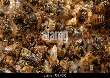 Berlin, Deutschland, toten Honigbienen nach dem harten Winter Stockfoto