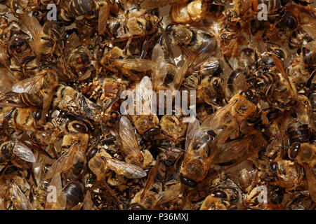 Berlin, Deutschland, toten Honigbienen nach dem harten Winter Stockfoto