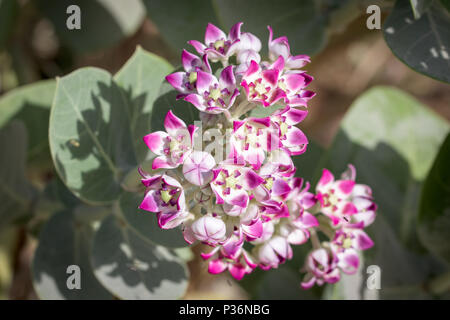 Bunte pink und lavendel Krone Blumen Stockfoto