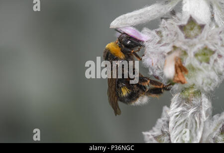 Close-up of bumblebee feeding on flowers of Stachys lanata Lamb's Ear Stockfoto