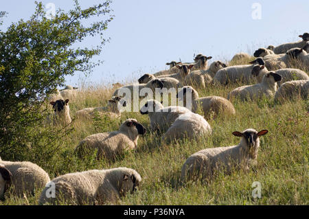 Gager, Deutschland, Schafe auf der Weide Stockfoto