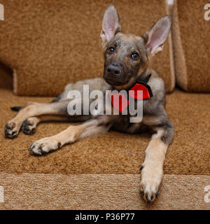 Junger Hund Bow Tie auf dem Bett liegend Stockfoto
