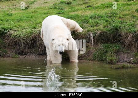 Eisbär ins Wasser gehen Stockfoto