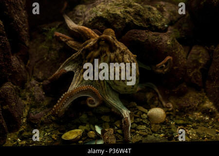 Octopus im Aquarium selektiven Fokus Octopus suchen gerade in den Augen der Beobachter Stockfoto