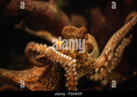 Octopus im Aquarium selektiven Fokus Octopus suchen gerade in den Augen der Beobachter Stockfoto
