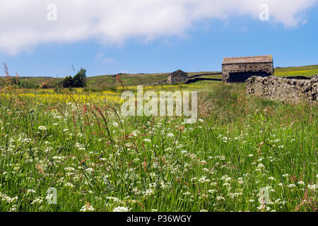 Sommer Szene mit wildflower Heu Wiese und alten Scheunen in der Landschaft. Obere Swaledale Yorkshire Dales National Park North Yorkshire England Großbritannien Stockfoto