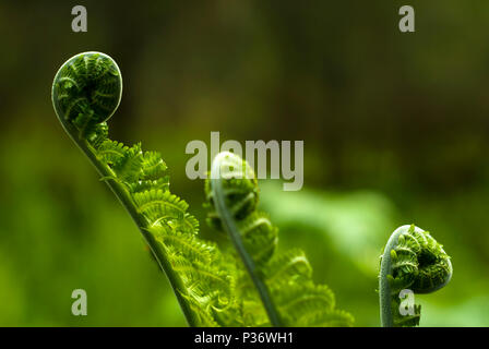 Spirale aufgewickelt, die Enden der Feder Farn sprossen Close-up auf grünem Hintergrund verschwommen Stockfoto