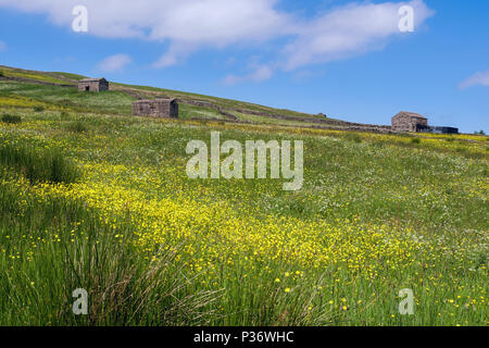 Sommer Szene mit Bereich der Wiese Ranunkeln und alten Scheunen in der Landschaft. Obere Swaledale Yorkshire Dales National Park Yorkshire England Großbritannien Stockfoto