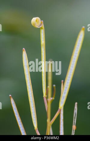 Detail des Mechanismus der Vertreibung der Samen der Pflanze Cardamine hirsuta behaarte bittercress Stockfoto