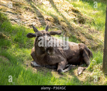 Elche oder Europäischen Elch, Alces alces, Bull mit Geweih und samt Haut liegend im Gras im Wald in Kristiansand Plantage, Tierpark in Kristiansand, Norwegen Stockfoto
