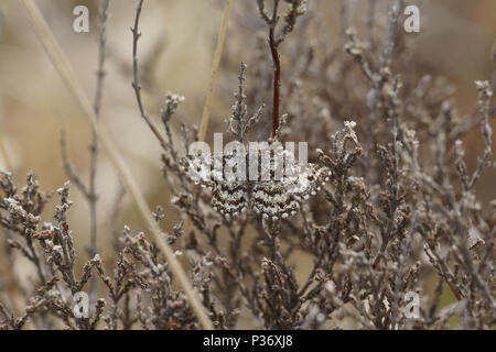 (Ematurga atomaria Common Heath) Stockfoto