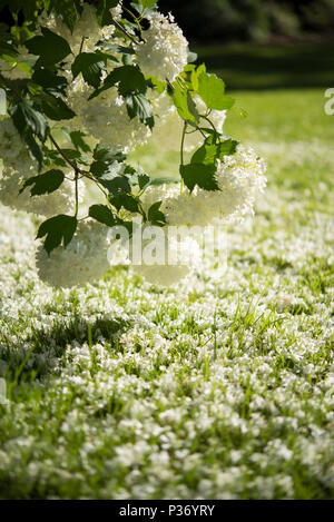 Blühende Viburnum opulus Roseum im sonnigen Nachmittag Stockfoto