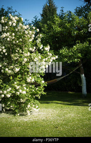 Blühende Viburnum opulus Roseum im sonnigen Nachmittag Stockfoto