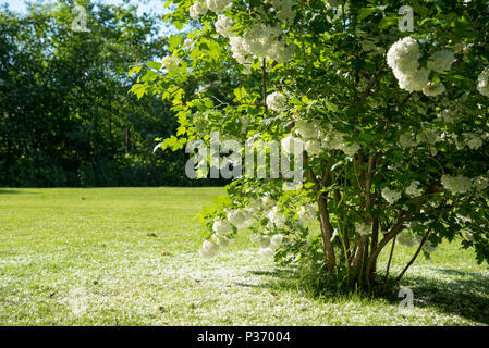 Blühende Viburnum opulus Roseum im sonnigen Nachmittag Stockfoto