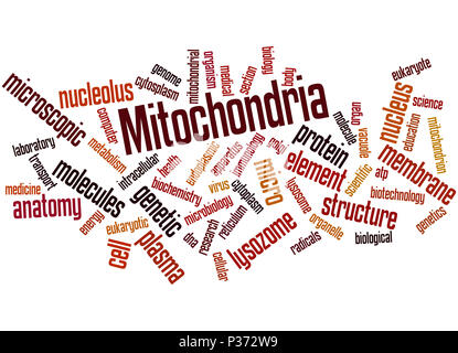 Mitochondrien, Word cloud Konzept auf weißem Hintergrund. Stockfoto