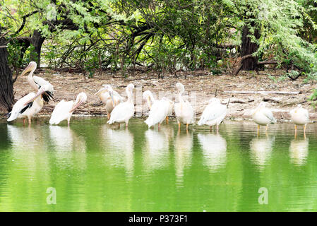 Großen weißen Pelikane Rest im Schatten an einem heißen Sommertag. Stockfoto