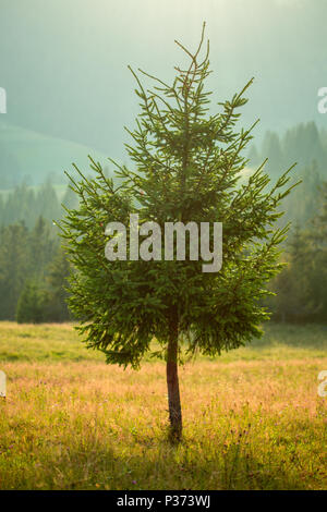 Ein Lone Pine Tree vor dem Hintergrund der Wald und die Berge bei einem leichten Nebel. Stockfoto