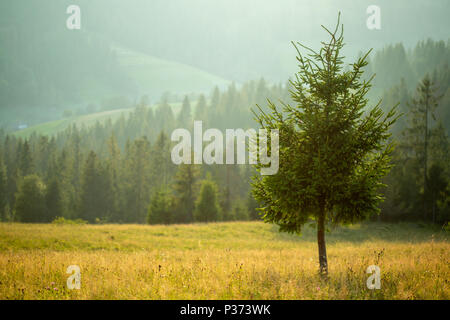 Ein Lone Pine Tree vor dem Hintergrund der Wald und die Berge bei einem leichten Nebel. Stockfoto