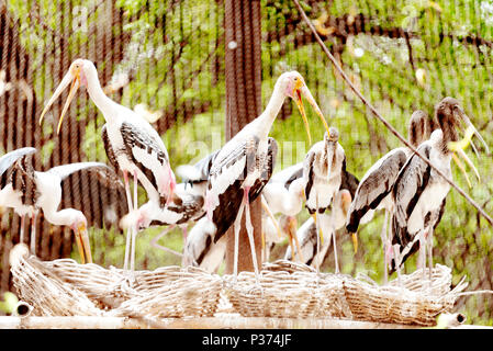 Malte Störche Stockfoto