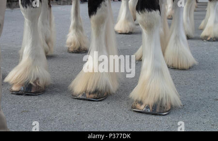 Die Hufe der Welt famos Budweiser Clydesdales für eine Parade in der Innenstadt von historischen New Bern, North Carolina bereit Stockfoto