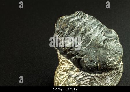 Fossiler trilobit Impressum im Sediment. Ein Abdruck der Geschichte. Fossilen Trilobiten im Gestein Stockfoto