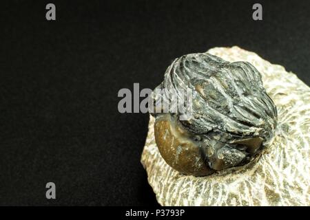 Fossiler trilobit Impressum im Sediment. Ein Abdruck der Geschichte. Fossilen Trilobiten im Gestein Stockfoto