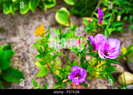 Mirabilis multiflora hautnah. erodium variabile rosa Blüten. Erodium, Erodium manescavii, eine Gattung von Blütenpflanzen in der botanischen Familie Gerani Stockfoto