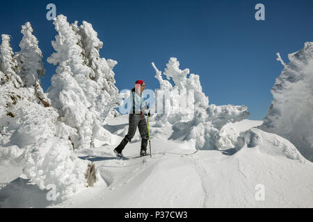 Oder 02511-00 ... OREGON - Vicky Frühling skifahren Vergangenheit Schnee verputzt Bäume unterhalb der Wächter entlang der Rim Drive in Crater Lake National Park. (Herr #S1) Stockfoto