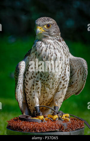 Eine Gyrfalcon (Falco rusticolus) in einer Falknerei. Es ist die größte Falcon Arten, die von mittelalterlichen Könige und Kaiser für die Jagd. Stockfoto