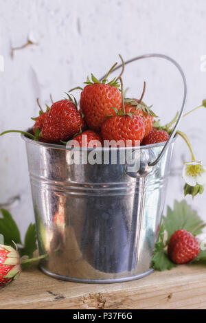 Ernte: die Eimer mit frisch gepflückten Erdbeeren auf einem Holztisch, close-up. Erste saftige Beeren Stockfoto