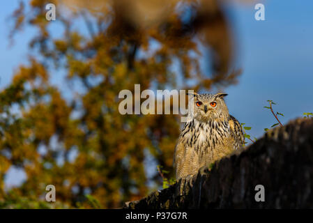 Uhu (Bubo bubo) sitzen auf dem Baumstumpf, Nahaufnahme, Wildlife photo Stockfoto