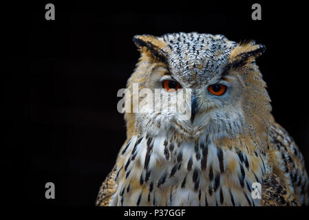 Uhu (Bubo bubo) sitzen auf dem Baumstumpf, Nahaufnahme, Wildlife photo Stockfoto