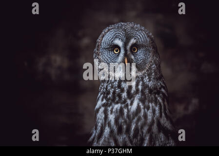 Bartkauz (auch tawny Geier, Wissenschaft. Strix Nebulosa) ist eine große Eule Familie der Eulen. Wunderschöne Tierwelt. Stockfoto