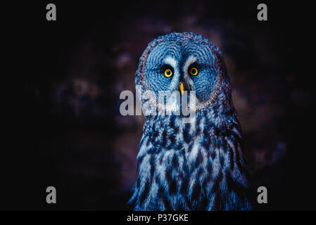 Bartkauz (auch tawny Geier, Wissenschaft. Strix Nebulosa) ist eine große Eule Familie der Eulen. Wunderschöne Tierwelt. Stockfoto