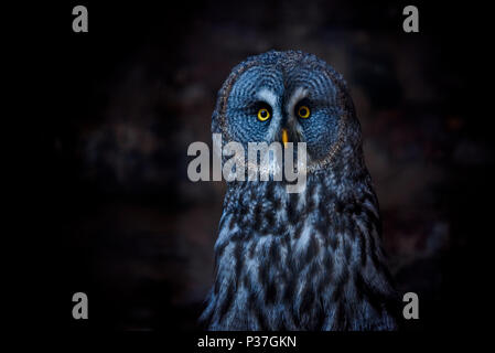 Bartkauz (auch tawny Geier, Wissenschaft. Strix Nebulosa) ist eine große Eule Familie der Eulen. Wunderschöne Tierwelt. Stockfoto