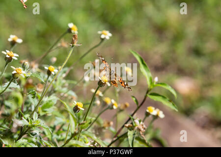 Ein brasilianischer Distelfalter (Vanessa brasiliensis) Schmetterling mit gebrochenen Flügeln Feeds den Nektar der tridax Daisy oder coatbuttons (Tridax procumbens) Blüte Stockfoto