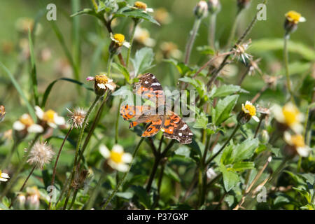 Ein brasilianischer Distelfalter (Vanessa brasiliensis) Schmetterling mit gebrochenen Flügeln Feeds den Nektar der tridax Daisy oder coatbuttons (Tridax procumbens) Blüte Stockfoto