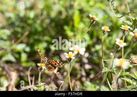 Ein brasilianischer Distelfalter (Vanessa brasiliensis) Schmetterling mit gebrochenen Flügeln Feeds den Nektar der tridax Daisy oder coatbuttons (Tridax procumbens) Blüte Stockfoto