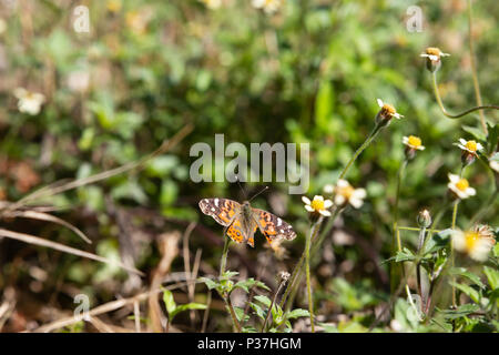 Ein brasilianischer Distelfalter (Vanessa brasiliensis) Schmetterling mit gebrochenen Flügeln Feeds den Nektar der tridax Daisy oder coatbuttons (Tridax procumbens) Blüte Stockfoto