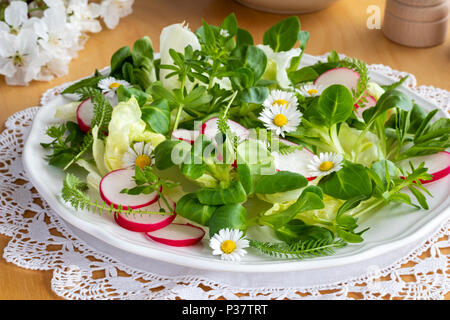 Frühlingssalat mit bedstraw, Vogelmiere, Schafgarbe und andere wilde essbare Pflanzen Stockfoto