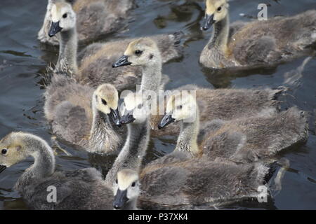 Eine nette Familie mit Baby kanadische Gänse [Gänschen] auf der Suche nach Essen auf dem Fluss Seite Stockfoto