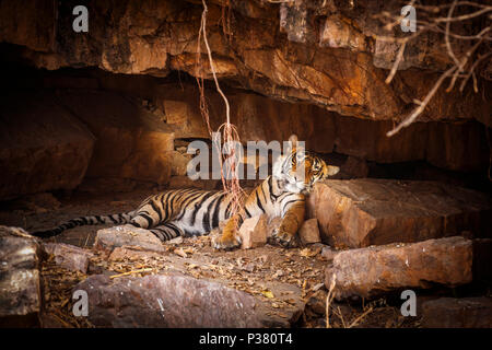 Männlich Bengal Tiger (Panthera tigris), Ranthambore Nationalpark, Rajasthan, Nordindien, schlafend auf einem Felsen in einer Höhle Stockfoto