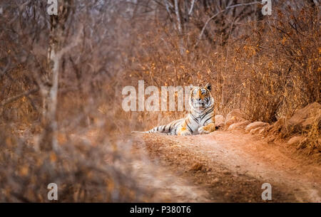 Weibliche Bengal Tiger (Panthera tigris) Festlegung auf trockener Strecke in den trockenen Wäldern, Ranthambore Nationalpark, Rajasthan, Nordindien Stockfoto