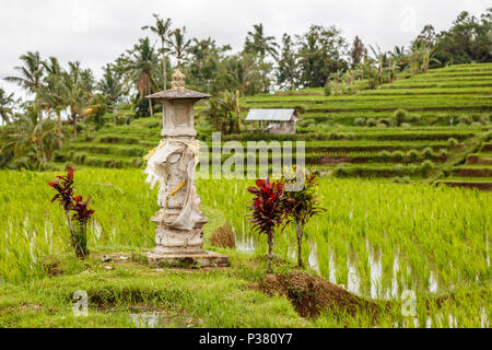 Reisfeld mit Altar für Angebote Dewi Sri bei Jatiluwih Reis Terrassen. Ländliche Landschaft. Tabanan, Bali, Indonesien Stockfoto