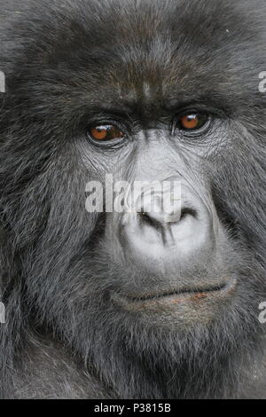 Nahaufnahme, Porträt eines weiblichen Mountain Gorilla in kurzer Entfernung. Der Berggorilla (Gorilla beringei beringei). Stockfoto