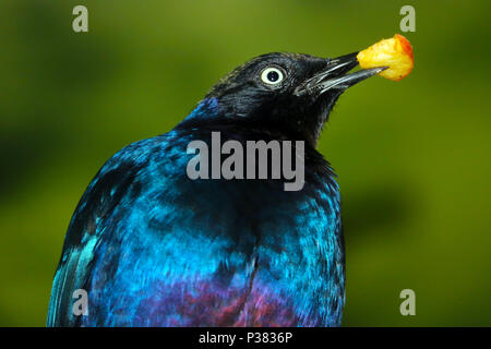 Blau rueppell glossy Starling (lamprotornis purpuropterus) halten ein Stück einen Apfel in seiner roten Schnabel Stockfoto