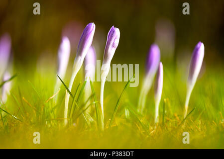 Erste wachsenden Blumen Krokusse (Crocus tommasinianus) unter der Frühlingssonne im Park Stockfoto